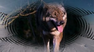 Одинокий волк. ( кавер от Юрана )