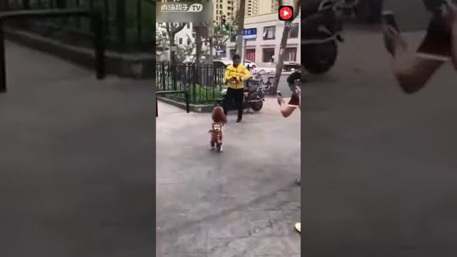 Смешная собачка! Смешные животные! До слёз! Так мило! смотреть онлайн