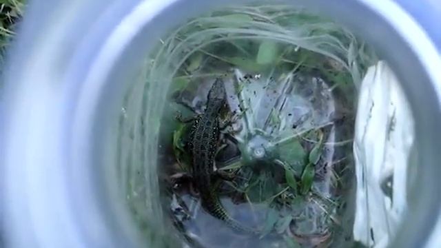 Ящерица для Богдана 25 06 17г. Парк Победы , Набережные Челны . смотреть онлайн