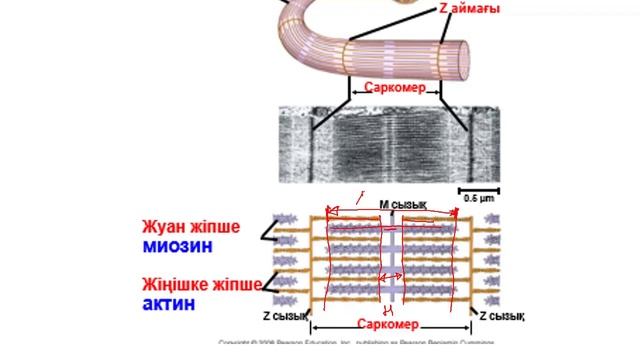 Бұлшықеттің жирылу механизімі #Миофибрилла #Саркомер #актин #миозин І Z,M сызықтары І І,А,Н диск смотреть онлайн