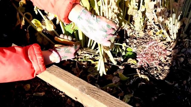 Не успели вырастить сидераты Будем делать ленивый компост смотреть онлайн