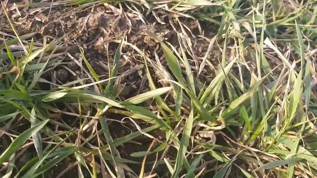 Обзор озимой пшеницы после весенней подкормки аммиачной селитрой. смотреть онлайн