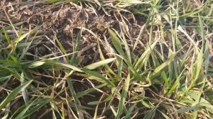 Обзор озимой пшеницы после весенней подкормки аммиачной селитрой.