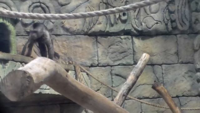 Экзотариум .минск.зоопарк .тропики #7 смотреть онлайн