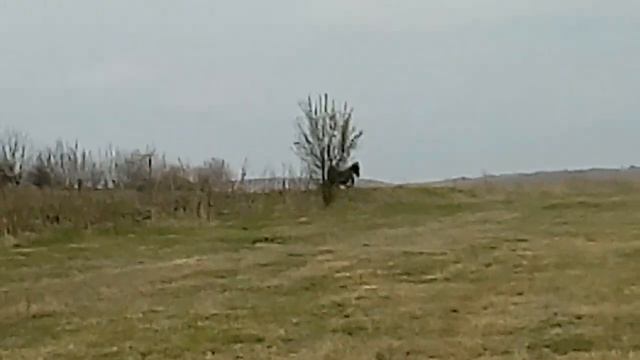 Най -добрия ръсак на село мечка👌👌👌 смотреть онлайн