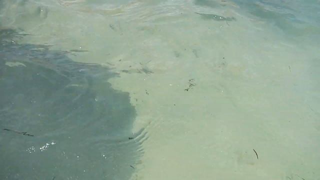 ламантины выплыли на маями бич смотреть онлайн