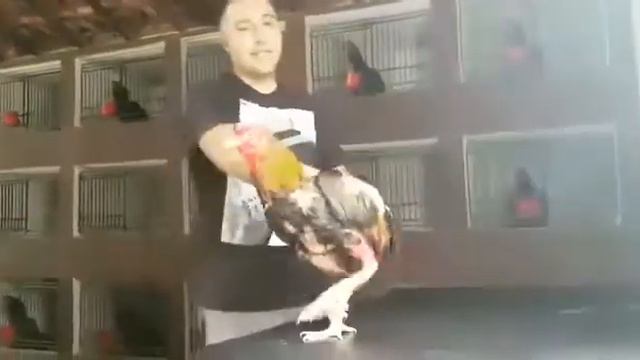 Бразилец смотреть онлайн