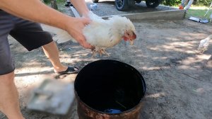 Что делать с несушкой, если она стала квочкой?