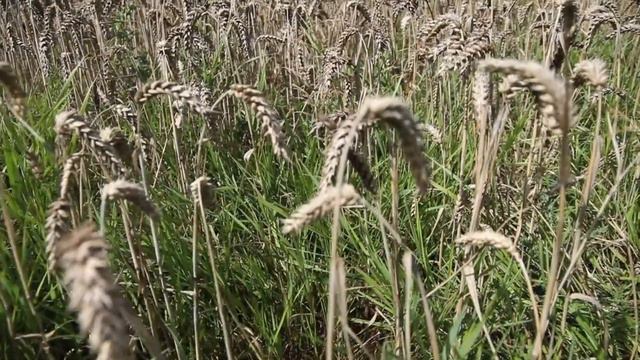 VIVALDI 'Four Seasons" full MOVIE, with SONNET subtitles. смотреть онлайн