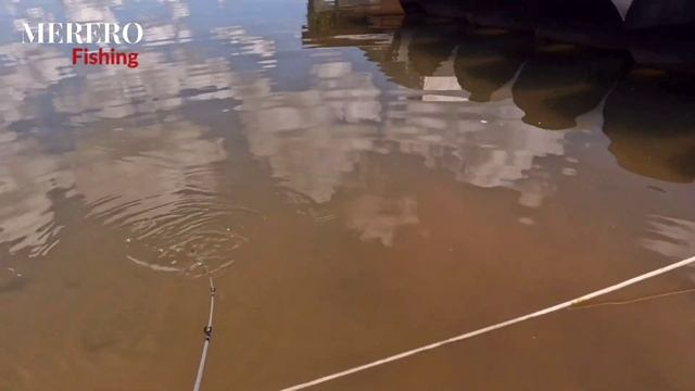 SEGREDO REVELADO. ISCA FATAL NA PESCARIA DE TUCUNARÉ. Assista agora Lago Paranoá DF смотреть онлайн