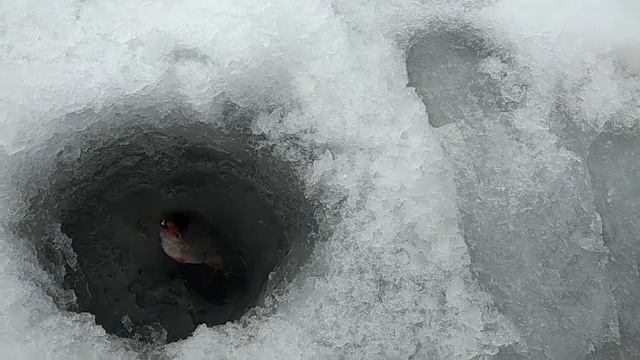 Окунь в марте смотреть онлайн