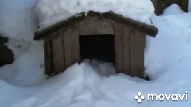 Песни границы.Служебным собакам посвящается. смотреть онлайн