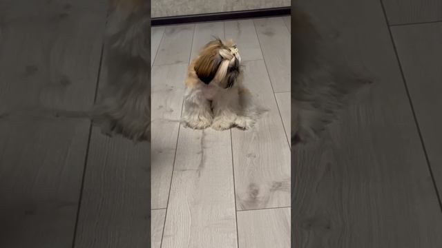 Как написано в докладе сына:Ши-Тцу снаружи маленькая собачка,но храбрая и смелая внутри🙌🏻 #юрта смотреть онлайн