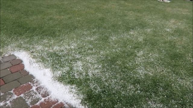 Огород: и вновь пион Сара Бернар 2020 05