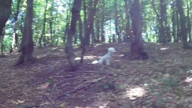 БЕЗДОННЫЙ ГРИБНОЙ ЛЕС! Третий ПОХОД ЗА ГРИБАМИ и опять на том же месте МНОГО ГРИБОВ! смотреть онлайн