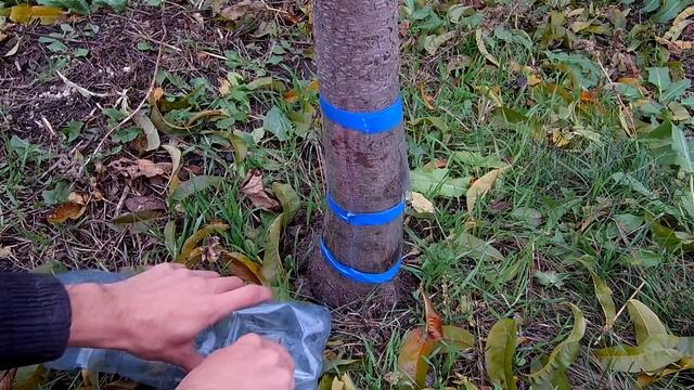 Зайцы в саду: как спасти деревья / Спасаем деревья от зайцев /Защита деревьев от зайцев зимой смотреть онлайн