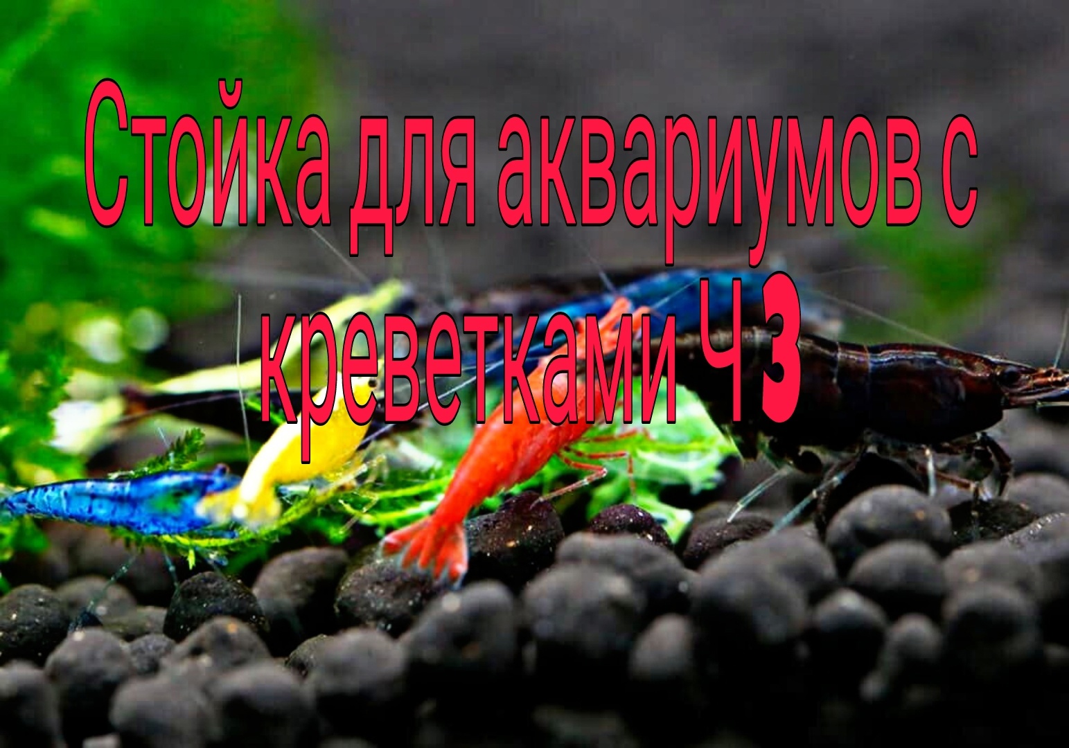 Стойка для аквариумов с пресноводными креветкам Ч3 смотреть онлайн