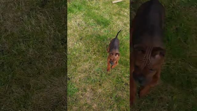Chongqing pup and French bulldog смотреть онлайн