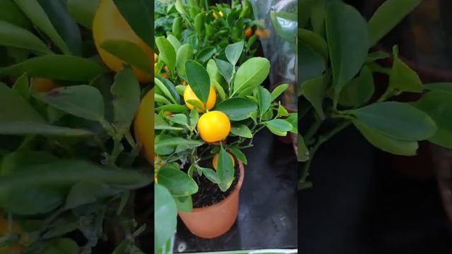 Цветы оптом и розницу. Краснодар оптовый склад смотреть онлайн