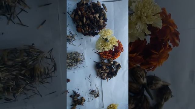 Как собрать и сохранить семена бархатцев смотреть онлайн