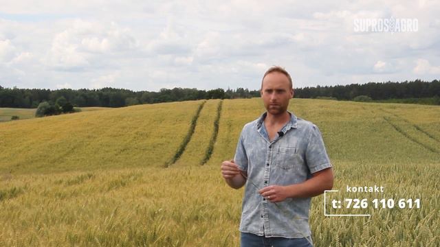 Fenomen | Metronom | Pszenica ozima | Nasza polecajka | Nasiona TopFarms смотреть онлайн