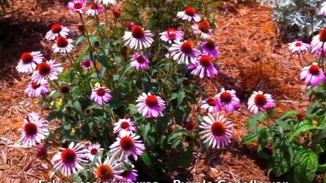 Echinacea purpurea - Purple Coneflower смотреть онлайн
