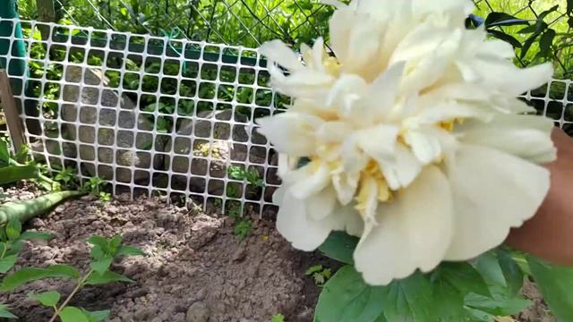 пион Квитцин первое цветения смотреть онлайн