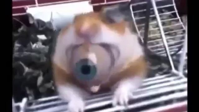 Полный ржач! хомяк выплюнул глаз! жесть! мега прикол! лучшие приколы с животными 2014 июнь! угар смотреть онлайн
