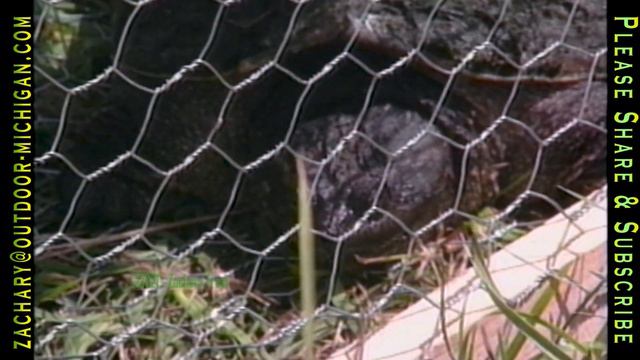 Fly In Walleye Canada - Snapping Turtles - Turtle Soup Recipe 1990-03-22 MOD смотреть онлайн