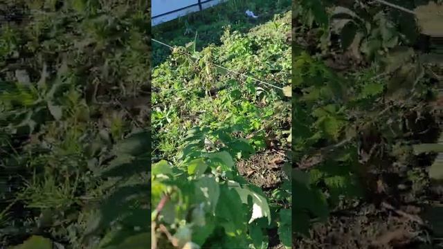 Химбо- Топ ремонтантная малина 3ноября 20год смотреть онлайн