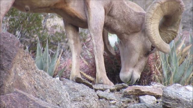 Bighorn Sheep shows how to open up and eat a Barrel Cactus Ferocactus cylindraceus for lunch смотреть онлайн