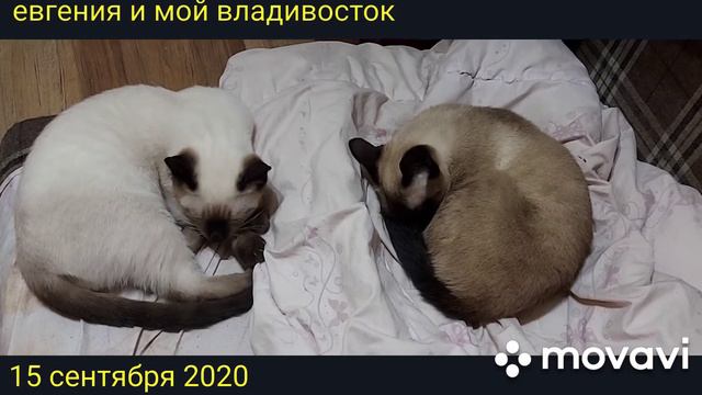 Угадайте какой возраст у Шурика и у Дракона,тайская кошка