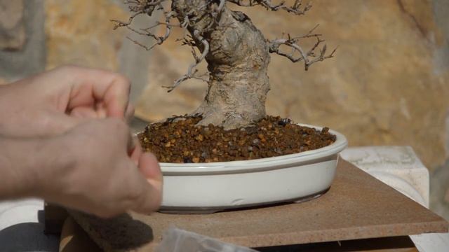 Бонсай из клена (Acer Buergerianum) Удобрение для клена. Уход и содержание бонсай в доме смотреть онлайн