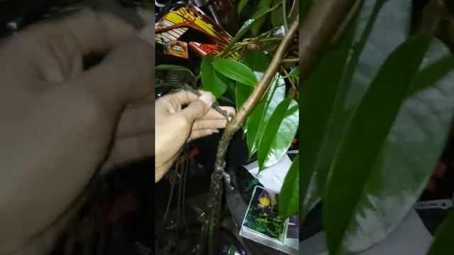 Cirikass pada daun bibit durian ungul смотреть онлайн