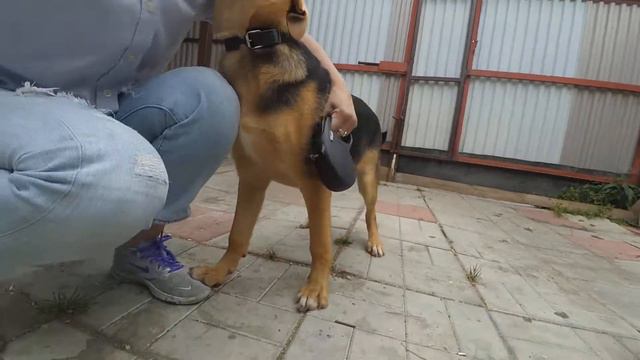щенок-подросток Дени ищет добрый дом смотреть онлайн