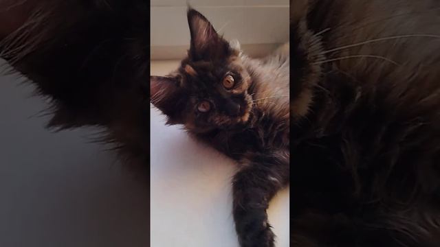 Котёнок породы МЕЙН-КУН, два месяца, вот такой шоколадный медвежонок есть у меня в предложении!!! смотреть онлайн