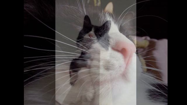 В память о моем коте Тэо часть 2 смотреть онлайн