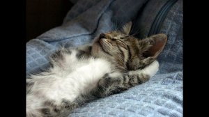 Йога нидра читает Андрей Головин