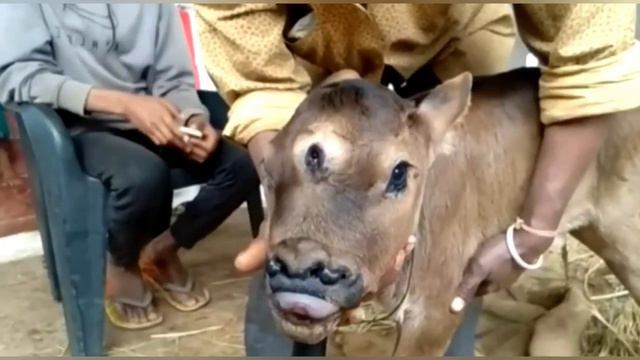Three-eyed calf was born in India смотреть онлайн
