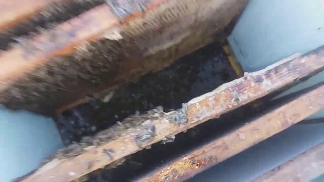 Зимовка в ульях из ППС 2019: печатный расплод зимой смотреть онлайн