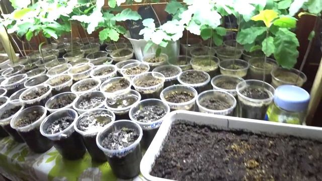 Высаживаю семена липы.