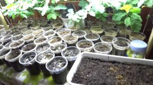 Высаживаю семена липы.