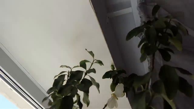 Огород на подоконнике ,бананы,ананасы. смотреть онлайн