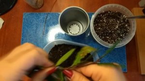 Лавр благородный: пересадка, реанимация, формирование.