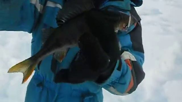 ловля окуня на "белом яре" смотреть онлайн