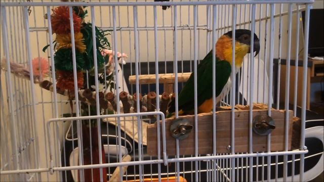 попугай танцует.Говорящий попугай Каик. Parrot Dances.#Talking Parrot #Caique