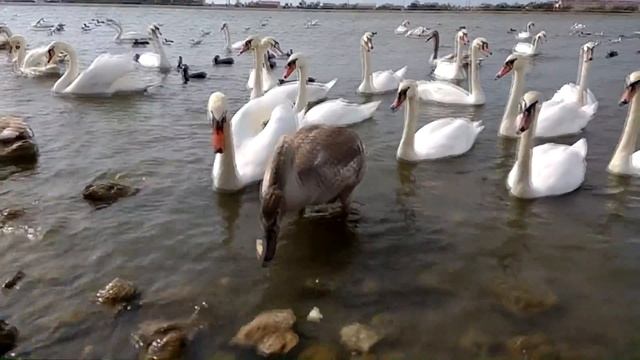Лебединое озеро в Евпатории. Кормим со Златой лебедей, гусей и прочих птиц. Евпатория. Крым смотреть онлайн