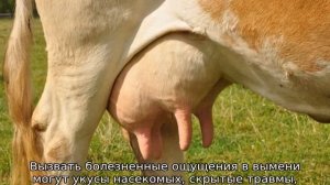 Что делать, чтобы корова не лягалась