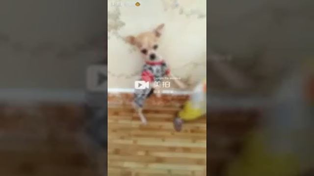 ДЕТЁНЫШИ ОБЕЗЬЯНЫ И СОБАКИ ПОДРУЖИЛИСЬ смотреть онлайн