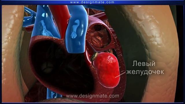 Учебные фильмы Eureka по биологии.